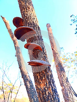 It& x27;s amazing how beautiful mushrooms grow on old trees