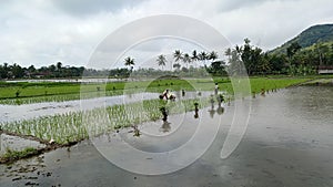 it's time to plant rice