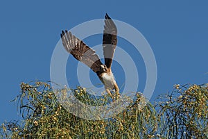 That's Why- redtailed hawk-