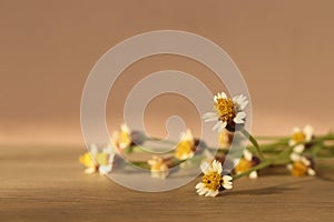 (select focus) Coat buttons, Mexican daisy, Tridax daisy, Wild Daisy on wooden floor