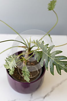 Xanadu fresh ornamental plant closeup view