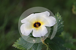 White Flower photo