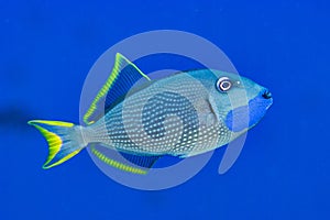 Xanthichthys auromarginatus Gilded triggerfish