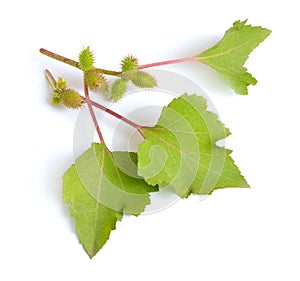 Xanthium or cocklebur. Isolated on white background