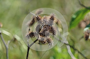 The Xanthium known as the cocklebur.