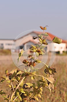 Xanthium spinosum