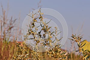 Xanthium spinosum