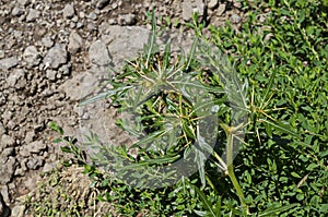 Xanthium spinosum or field thorn it medicinal plant with sharp yellow needles, village Zhelyava