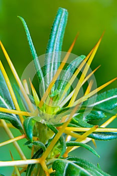 (Xanthium spinosum), green narrow leaves trailing yellow thorns