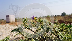 Xanthium Spinosum herbs plant in mountain series. Natural green plant closeup with sharp thrones