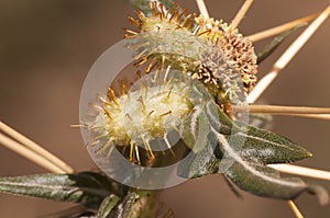 Xanthium spinosum spiny cocklebur prickly burweed and Bathurst burr weed that grows easily on uncultivated land extending very