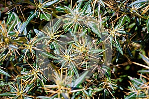 Xanthium spinosum yellow