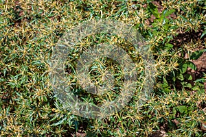 Xanthium spinosum yellow