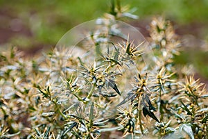 Xanthium spinosum yellow