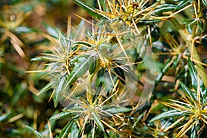 Xanthium spinosum yellow