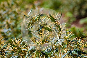 Xanthium spinosum yellow