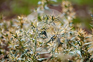 Xanthium spinosum yellow