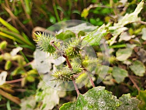 It is a Xanthium strumarium .