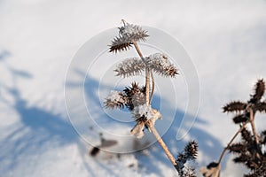 Xanthium strumarium rough cocklebur, clotbur, coolgardie bur dry branches in snow in winter