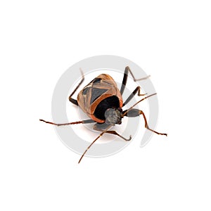 Xanthochilus saturnius bug isolated on white background