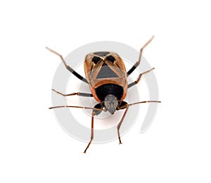 Xanthochilus saturnius bug isolated on white background