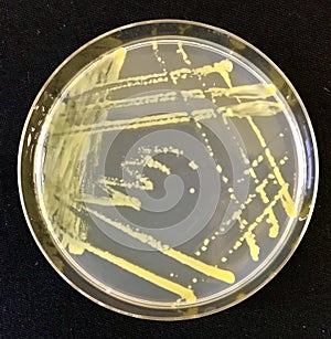 Xanthomonas on agar media