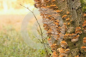 Xanthoporia radiata - Inonotus radiatus - a species of bracket fungus fungi that grow on trees. Alder bracket