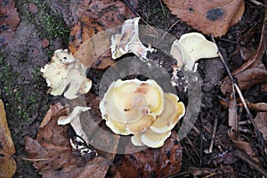 Xanthoporus syringae syn. Albatrellus syringae mushrooms in wild