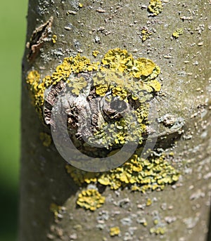 Xanthoria aureola lichen commonly known as Foliose, golden-yellow lichen, lacking isidia or soredia