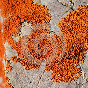 Xanthoria elegans lichen