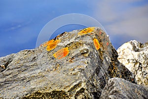 Xanthoria lichen