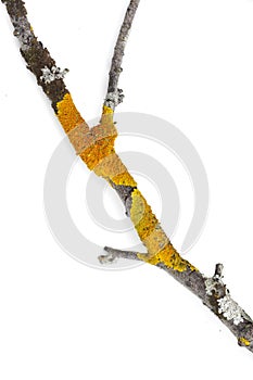 Xanthoria lichen