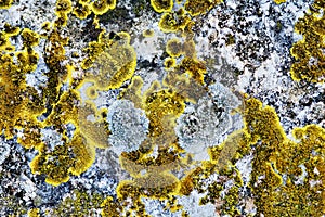 Xanthoria Parietina