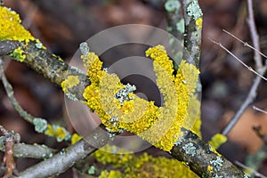 Xanthoria parietina, common orange lichen closeup selective focus