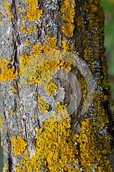 Xanthoria parietina common orange lichen, yellow scale, maritime sunburst lichen and shore lichen on the bark of tree branch. Thin