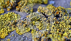 Xanthoria parietina, Lichen, Artforms of Nature, lichenology photo