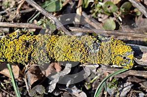 Xanthoria parietina is a foliose, or leafy, lichen. Orange lichen, yellow scale, maritime sunburst lichen, shore lichen