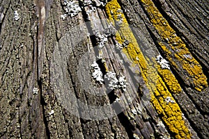 Xanthoria parietina Foliose Lichen photo