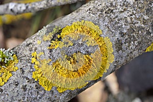 Xanthoria parietina is a foliose lichen in the family Teloschistaceae.