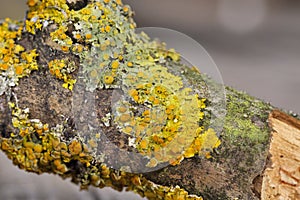 Xanthoria parietina is a foliose lichen in the family Teloschistaceae.