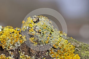 Xanthoria parietina is a foliose lichen in the family Teloschistaceae.