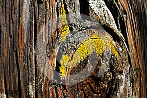 Xanthoria parietina Foliose Lichen photo