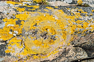 Xanthoria parietina or golden shield lichen