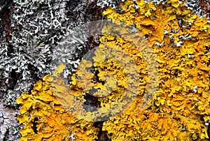 Xanthoria parietina.