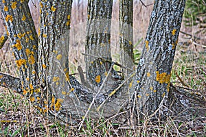 Xanthoria wall on a tree trunk. Orange lichen on a tree