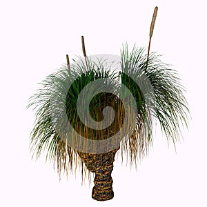 Xanthorrhoea australis Tree