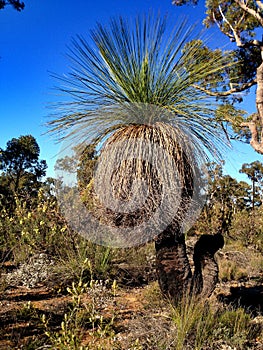 Xanthorrhoea `Black Boy` tree growing in the Australian bush