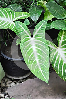 The Xanthosoma, The Fancy Leaf Caladium or Caladium Lindenii Andre or Madisonsyn or Xanthosoma Lindenii or Araceae