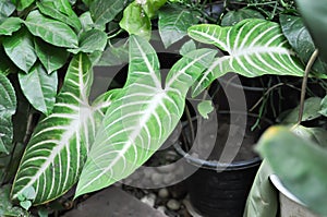 The Xanthosoma, The Fancy Leaf Caladium or Caladium Lindenii Andre or Madisonsyn or Xanthosoma Lindenii or Araceae photo