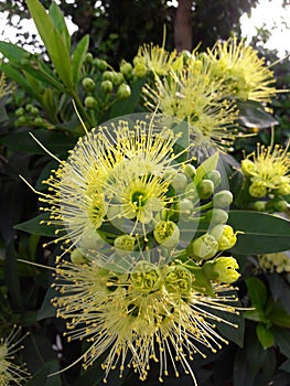 Xanthostemon Chrysanthus